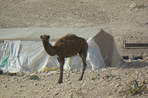 Camel in front of nomad tent in Jordan