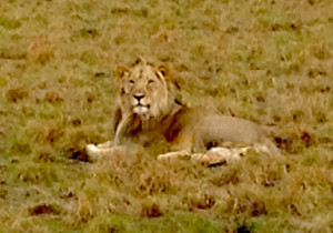 Lion at the Pilanesburg Game Reserve