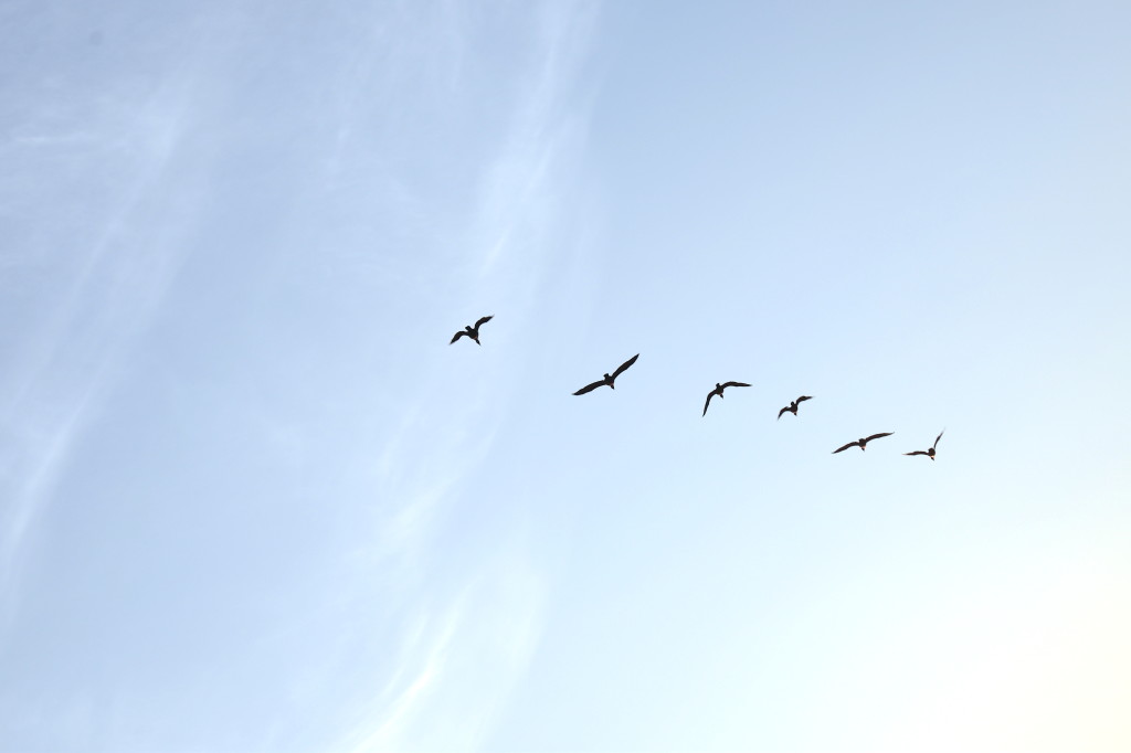 Birds at various stages of flight