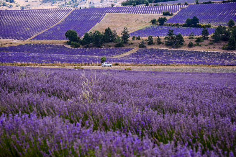 Lavandar Field in Provence, France